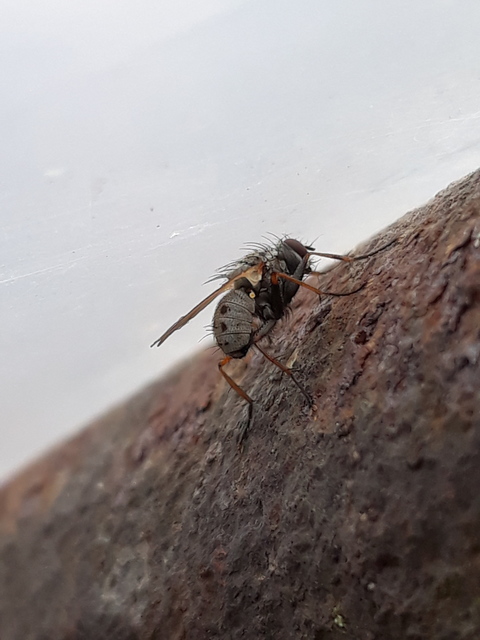 Coenosia tigrina