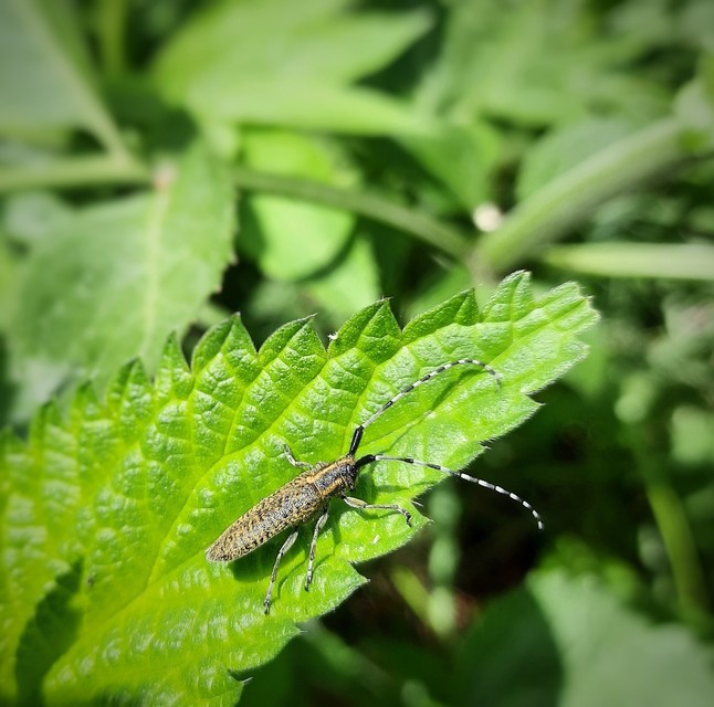 Agapanthia villosoviridescens - fehérgyűrűs bogáncscincér Agapanthia villosoviridescens - fehérgyűrűs bogáncscincér