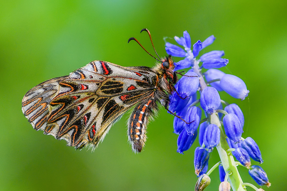 Zerynthia polyxena - farkasalmalepke