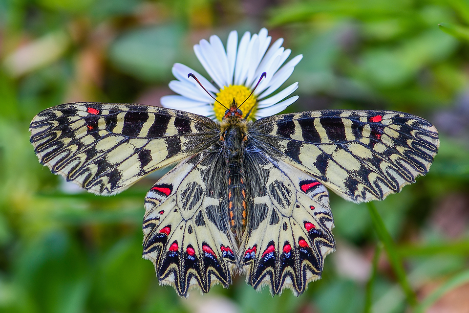 Zerynthia polyxena - farkasalmalepke