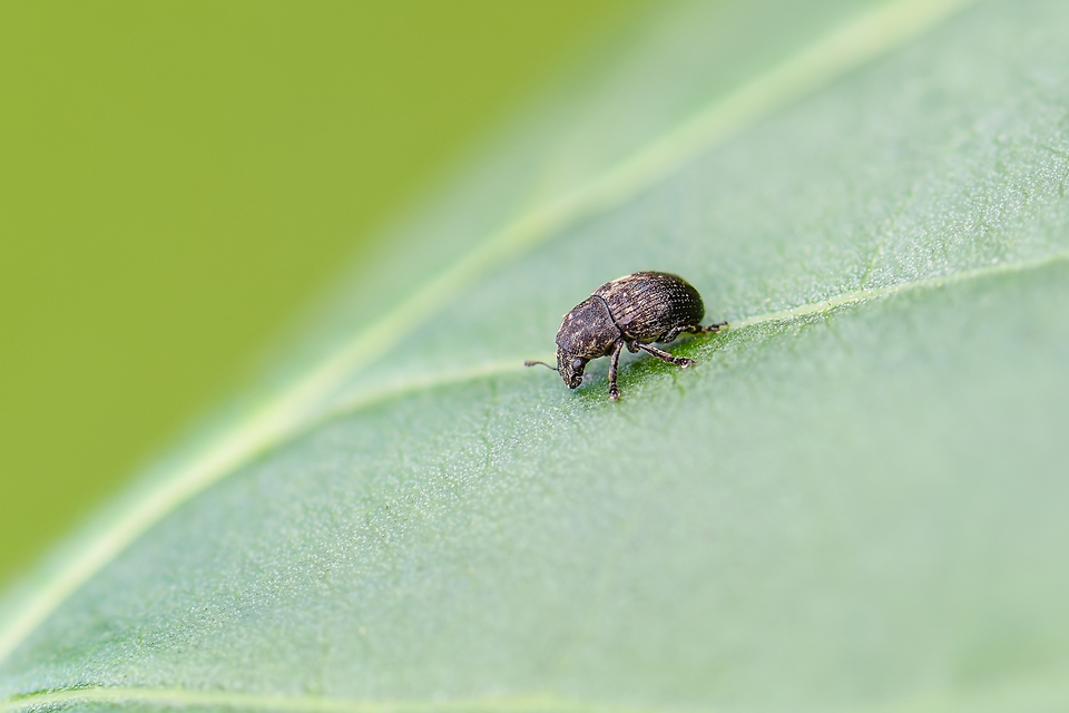 Anthribus nebulosus - ködfoltos pajzstetvész-orrosbogár