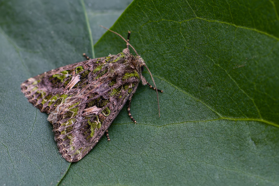 Trachea atriplicis - nyári zöldbagoly