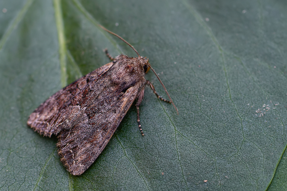 Lacanobia thalassina - borbolya-kertibagoly