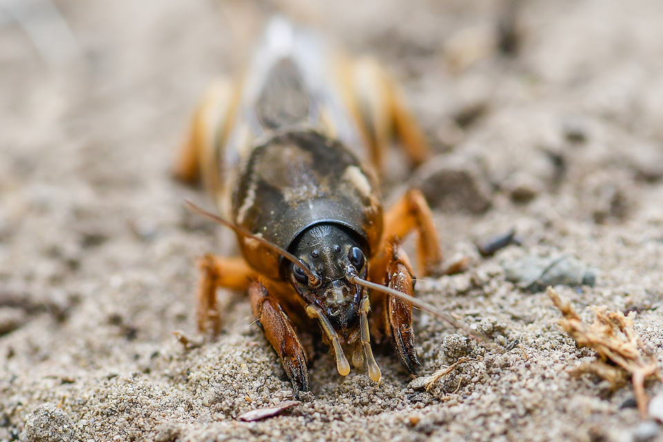 Gryllotalpa