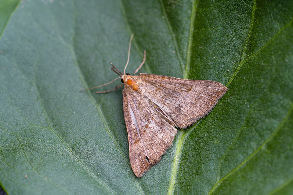 Hypena proboscidalis - ormányos karcsúbagoly