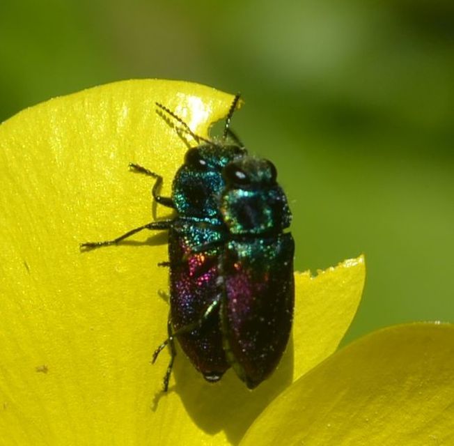 Anthaxia salicis - bíboros virágdíszbogár