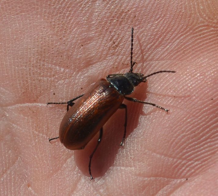 Omophlus proteus - közönséges pejbogár Omophlus proteus - közönséges pejbogár