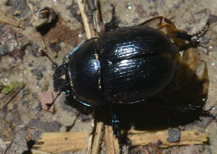 Anoplotrupes stercorosus - erdei álganéjtúró