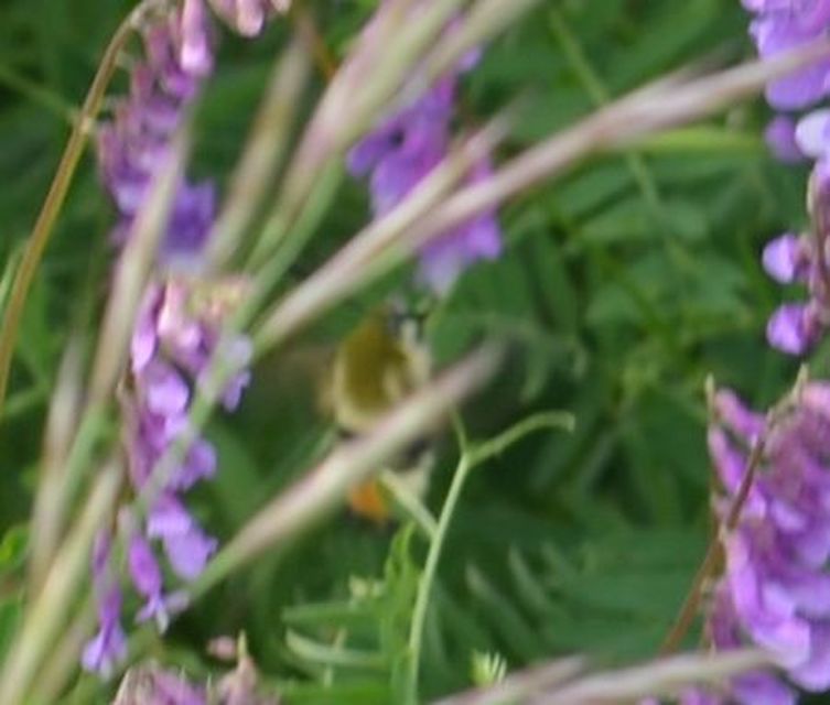 Hemaris tityus - pöszörszender Hemaris tityus - pöszörszender