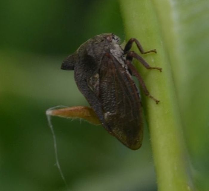 Centrotus cornutus - szarvaskabóca