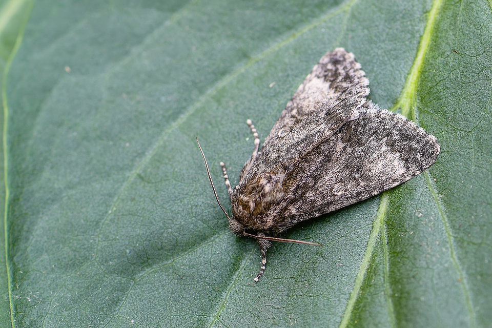 Acronicta megacephala - nagyfejű szigonyosbagoly