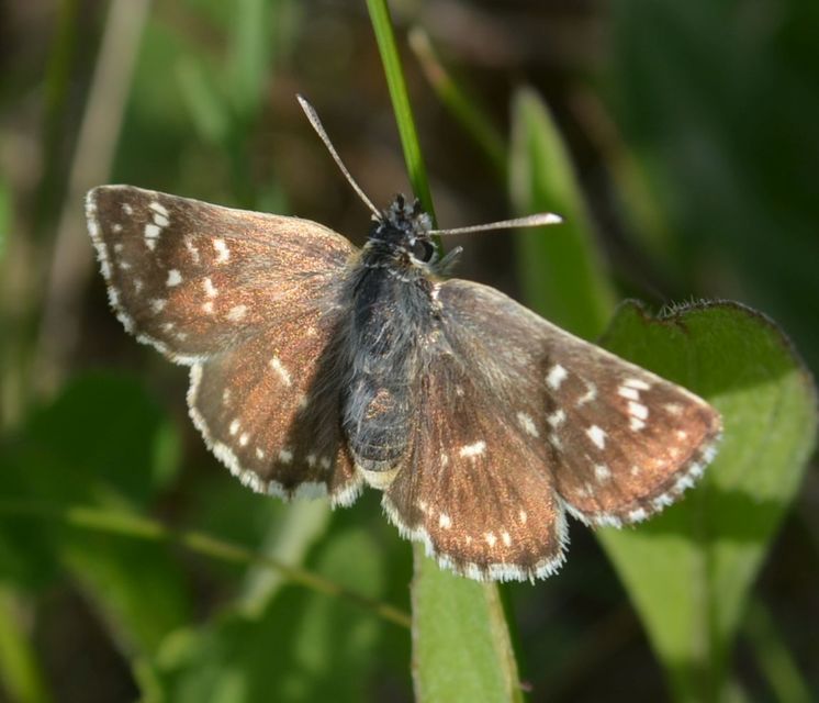 Spialia orbifer - törpe busalepke