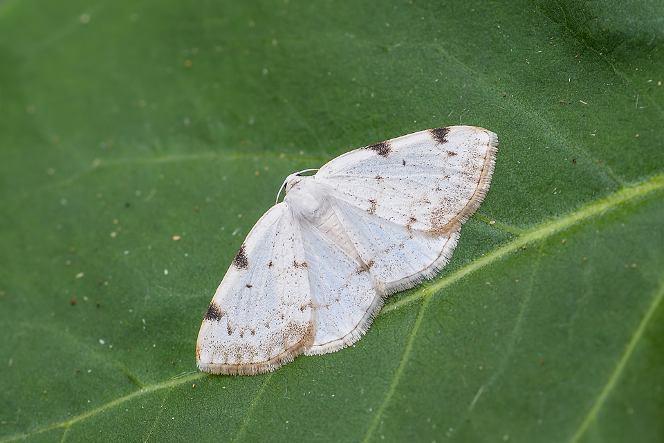 Lomographa bimaculata - kétpontos fehéraraszoló