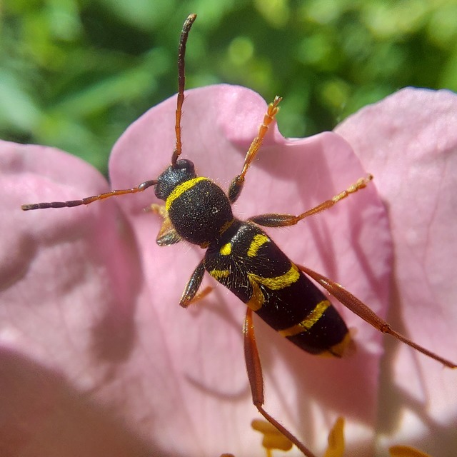 Clytus arietis - közönséges darázscincér