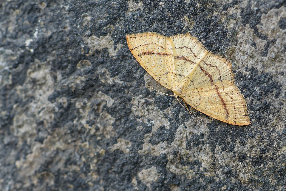 Cyclophora linearia - vonalas pettyesaraszoló
