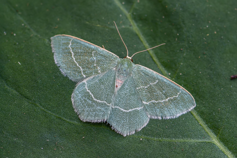 Chlorissa viridata - üdezöld araszoló
