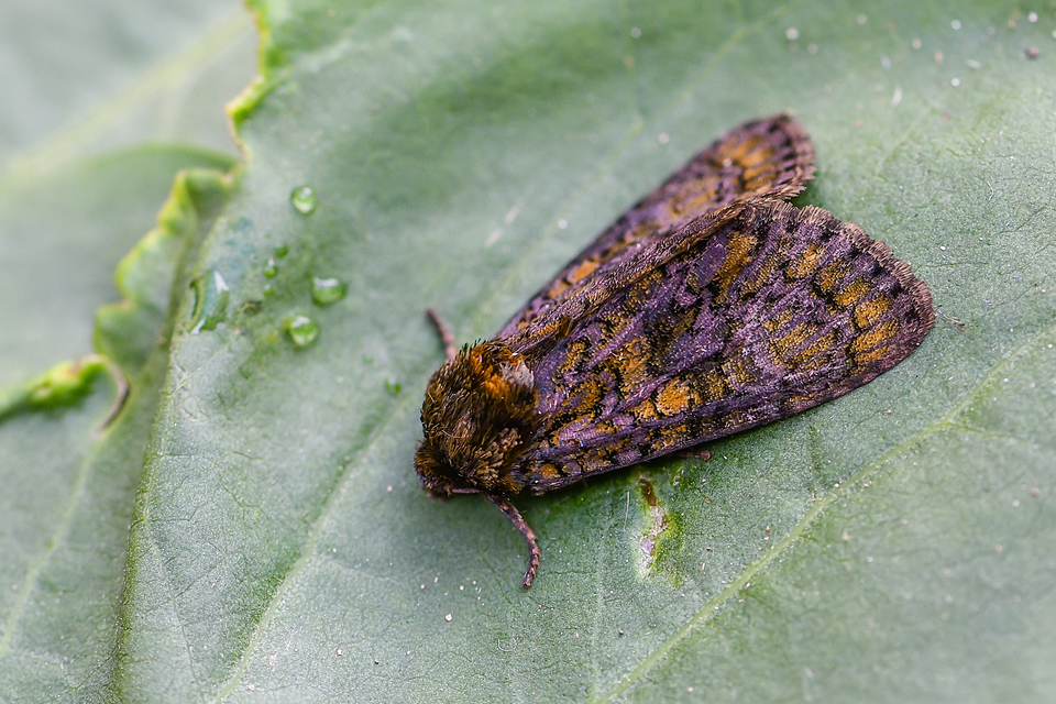Craniophora ligustri - fagyalbagoly