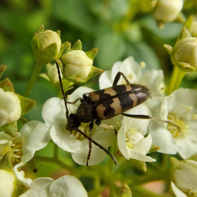Pachytodes erraticus - rajzos virágcincér