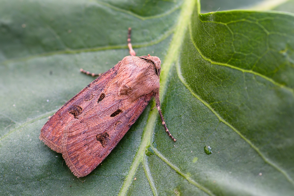 Agrotis exclamationis - felkiáltójeles földibagoly