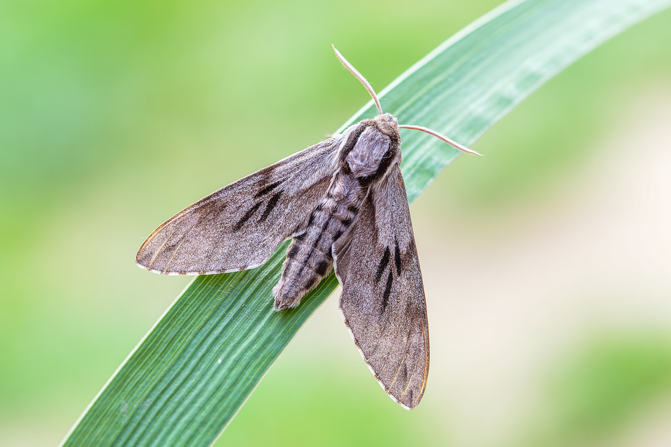 Hyloicus pinastri - fenyőszender