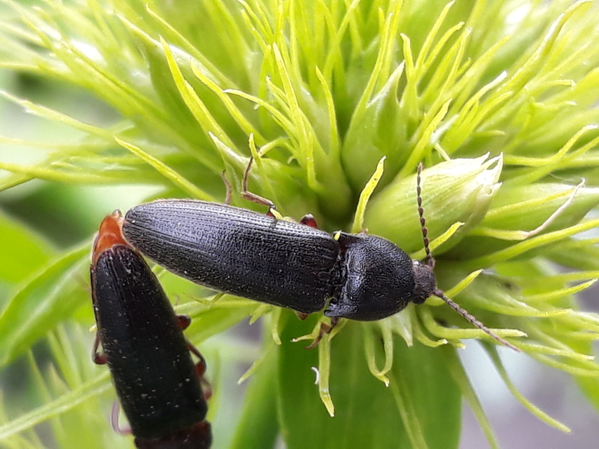 Melanotus crassicollis - vállas gyászpattanó