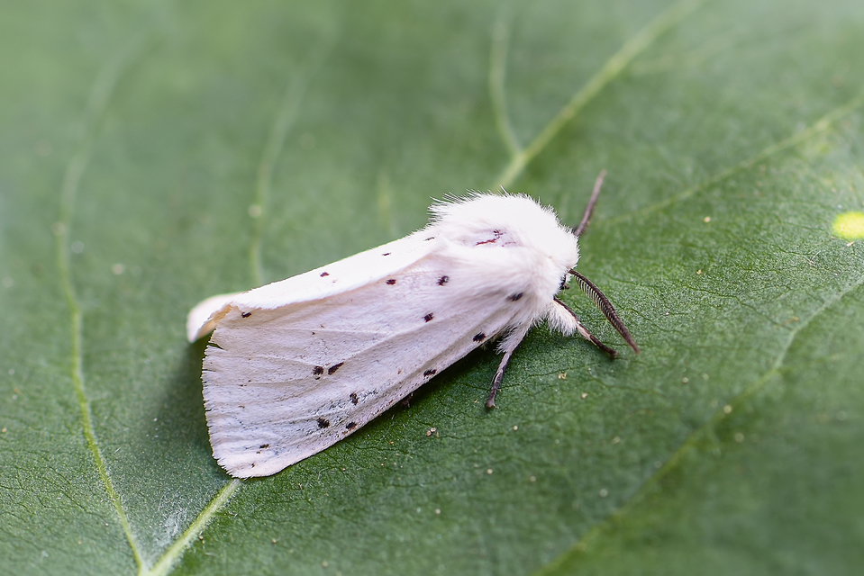 Spilosoma lubricipedum - tejszínű medvelepke