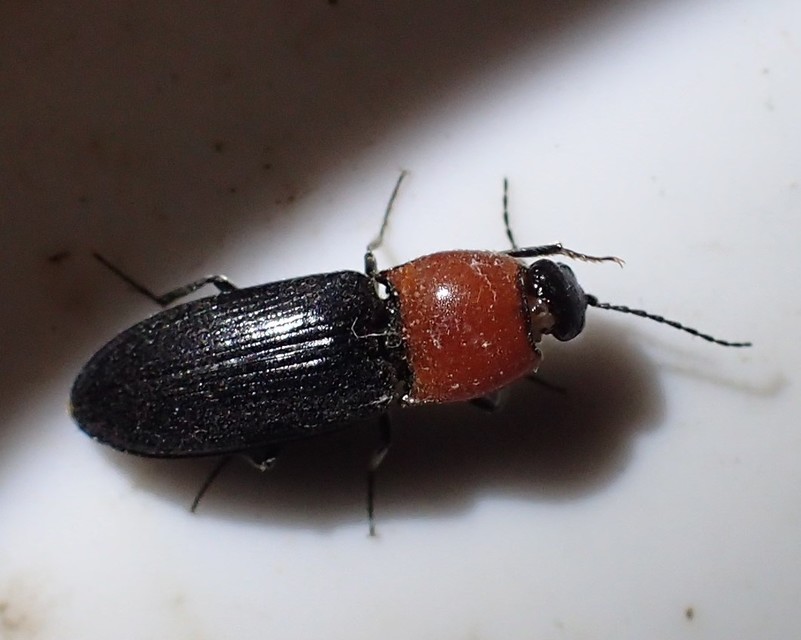 Cardiophorus gramineus - pirosnyakú szívespattanó