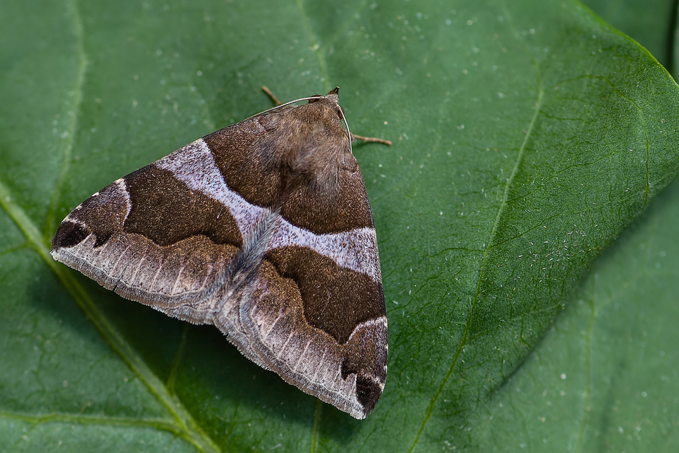 Dysgonia algira - déli porcelánbagoly
