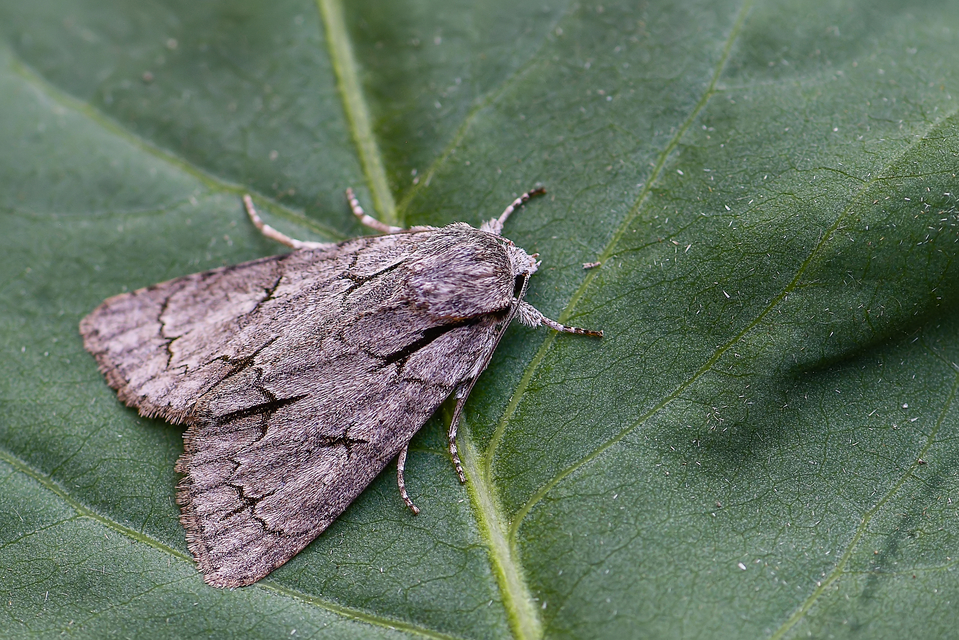 Acronicta cuspis/tridens/psi