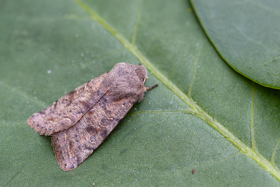 Orthosia incerta - változékony barkabagoly