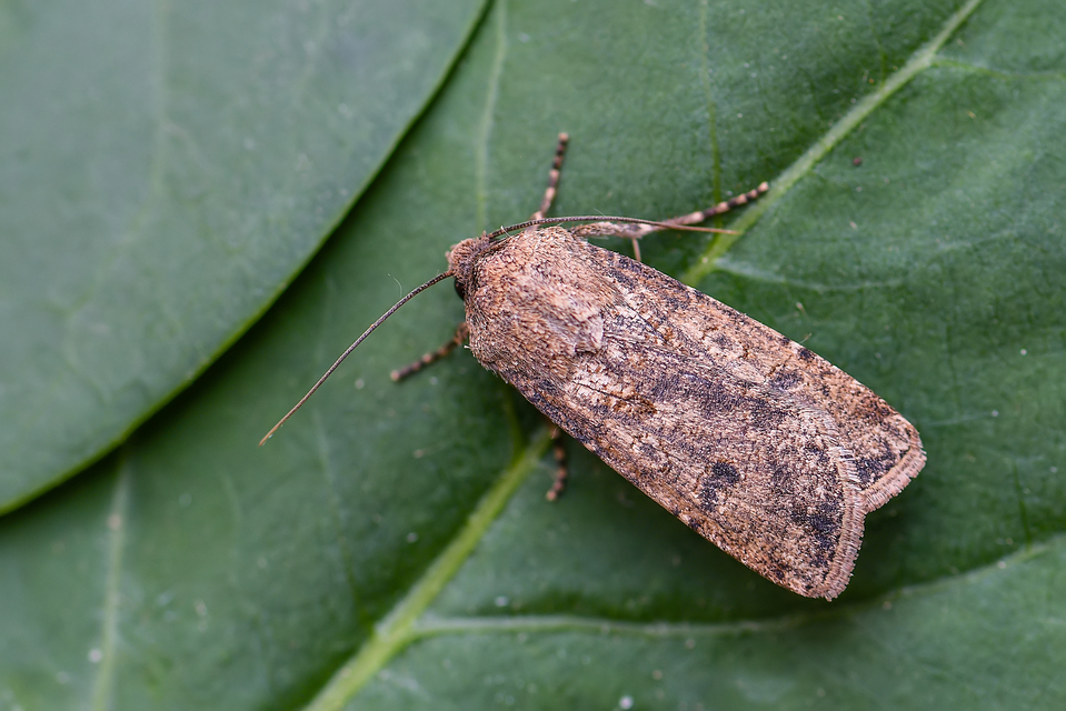 Agrotis segetum - vetési földibagoly
