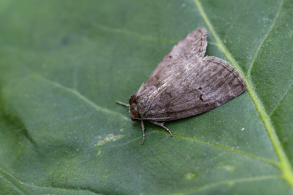 Ochropacha duplaris - égerlevél-pihésszövő