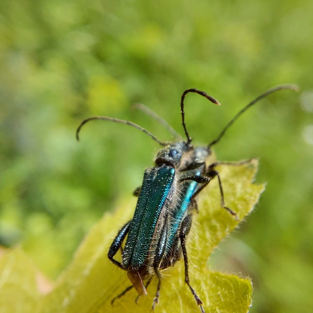 Callimus angulatus - zöld tölgycincér