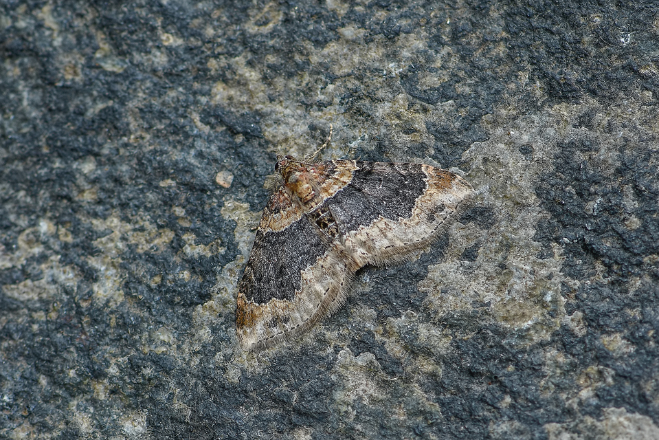 Xanthorhoe