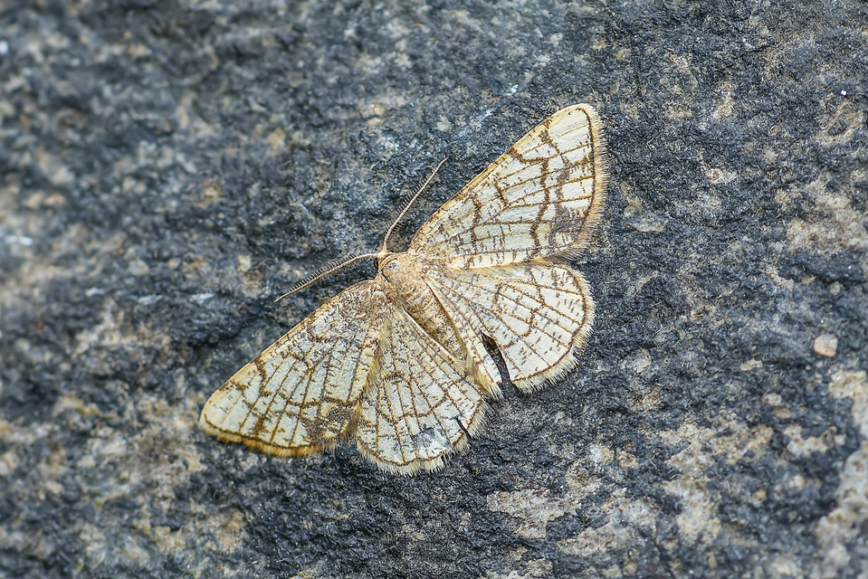 Stegania dilectaria - fehérnyár-araszoló