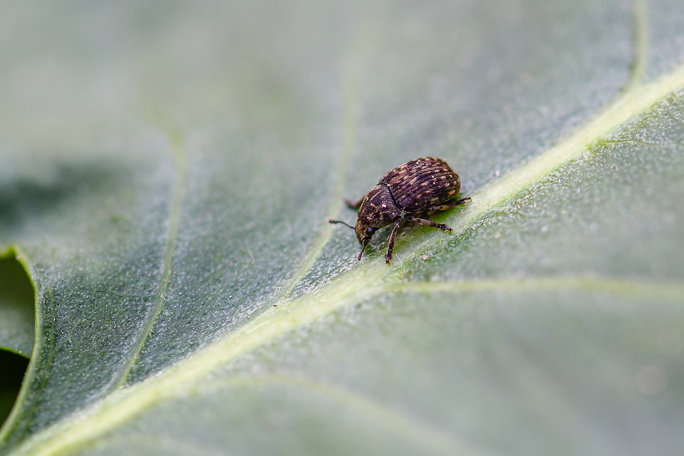 Anthribus nebulosus - ködfoltos pajzstetvész-orrosbogár
