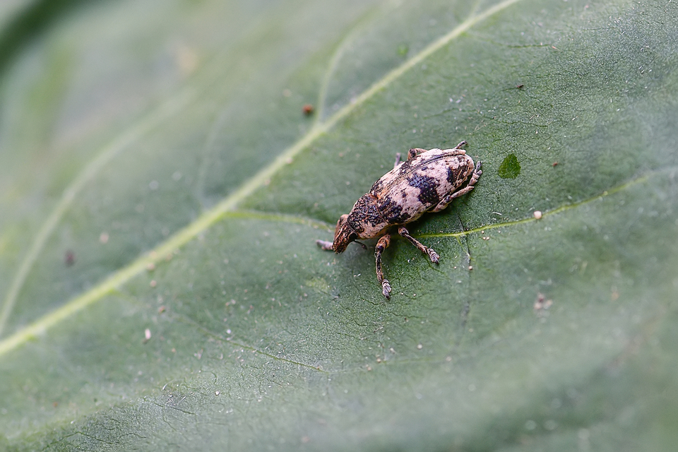 Bothynoderes affinis - sávos barkó