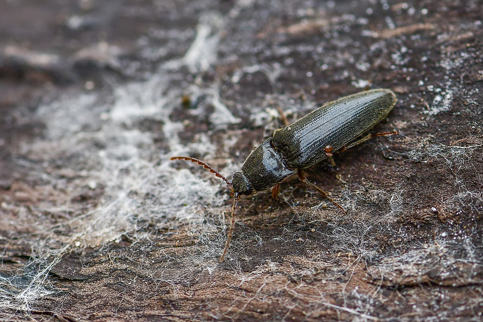 Melanotus