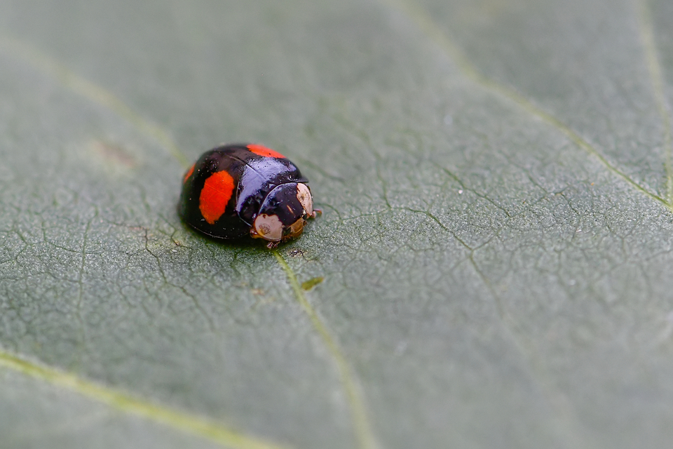 Harmonia axyridis - harlekinkatica