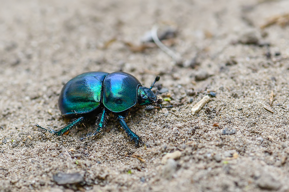 Trypocopris vernalis - tavaszi álganéjtúró