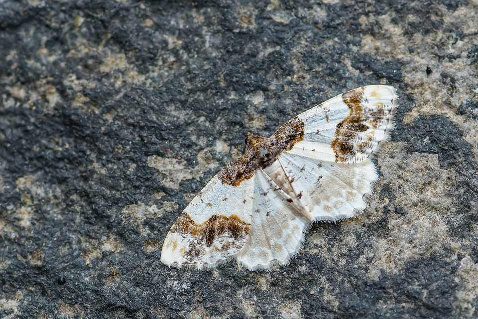 Ligdia adustata - barna levélaraszoló