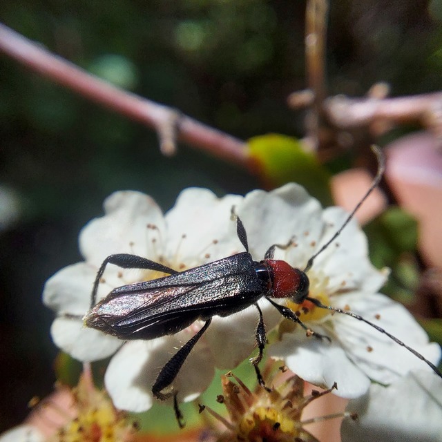 Callimoxys gracilis - frakkos cincér