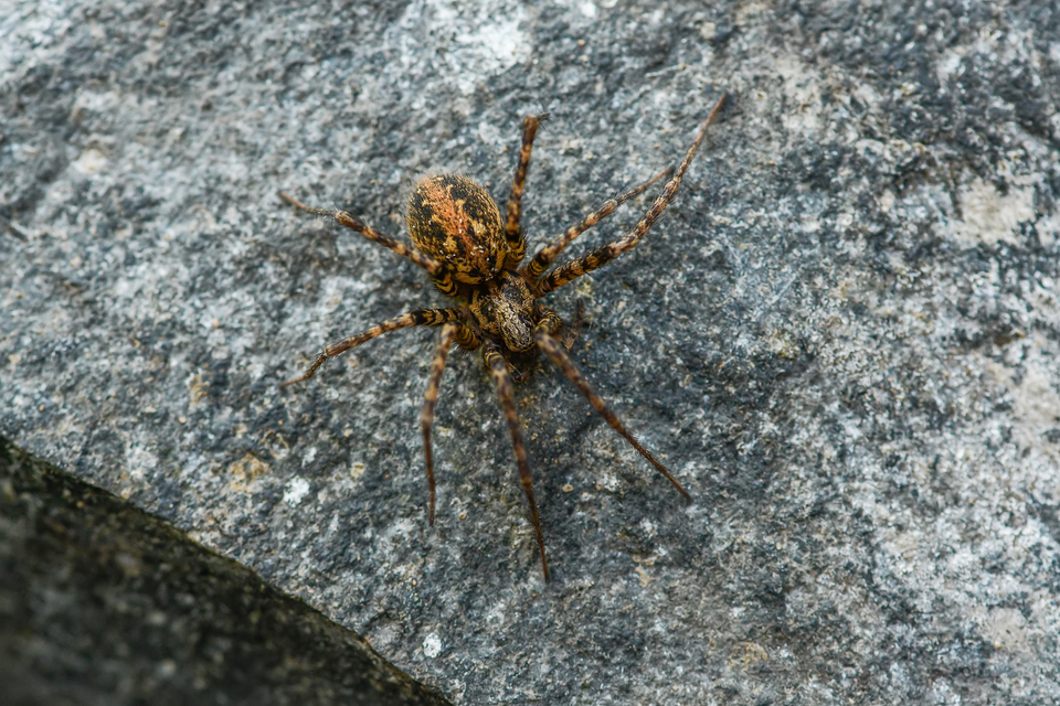 Tegenaria ferruginea - hegyi zugpók