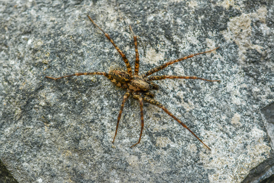 Tegenaria