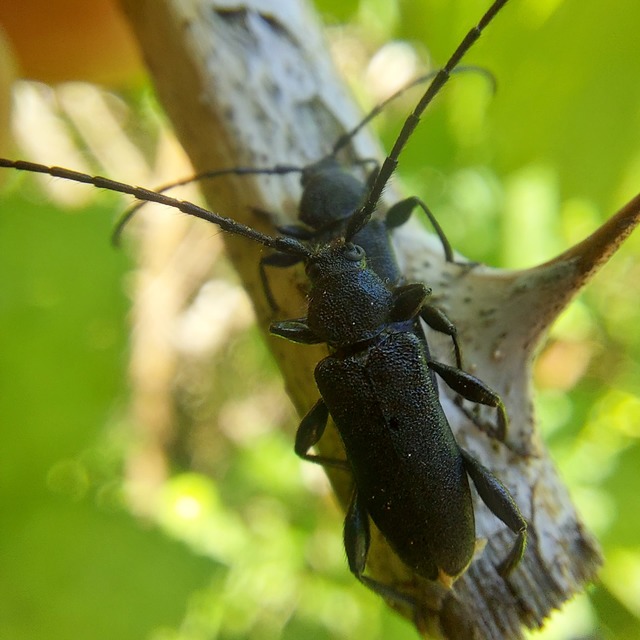 Ropalopus macropus - kis facincér Ropalopus macropus - kis facincér