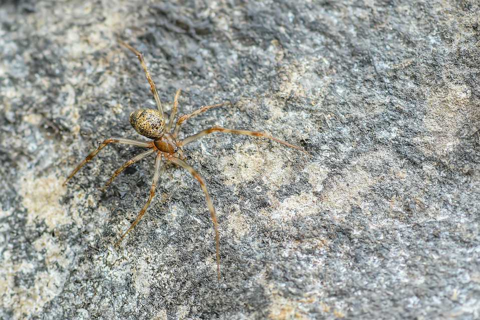 Parasteatoda tepidariorum - üvegházi törpepók