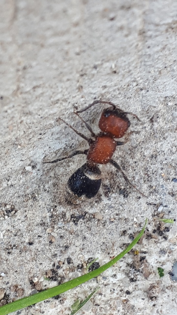 Myrmilla erythrocephala - vörösfejű hangyadarázs