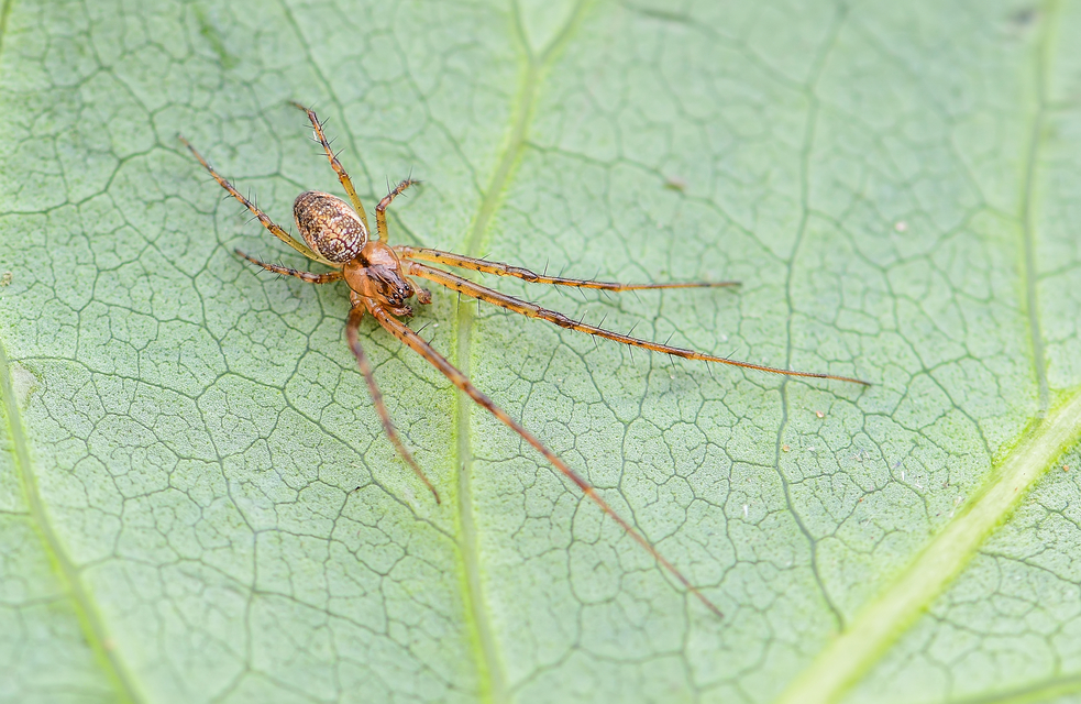 Metellina segmentata/mengei