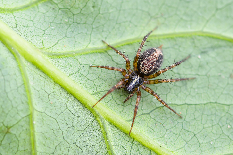 Textrix denticulata - fogas zugpók