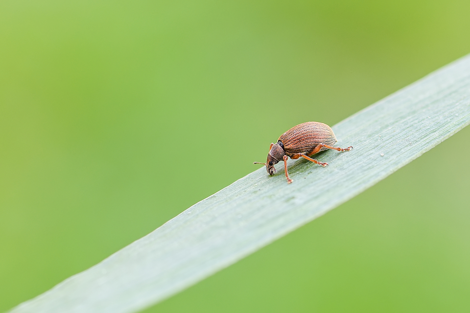 Polydrusus mollis - termetes lombormányos